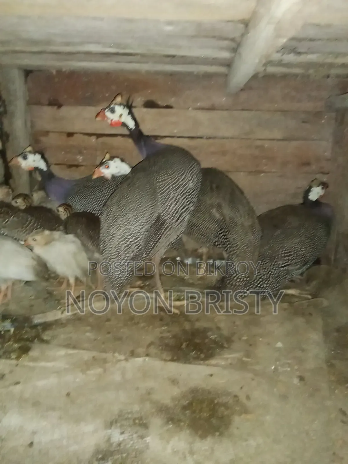 Running egg-laying Guinea fowl and chicken for sale