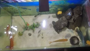 একুরিয়াম ক্রিস্টাল গ্লাসের