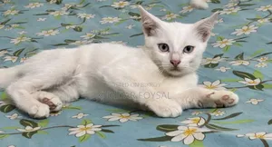 1-3 Months Female Mixed Breed Persian