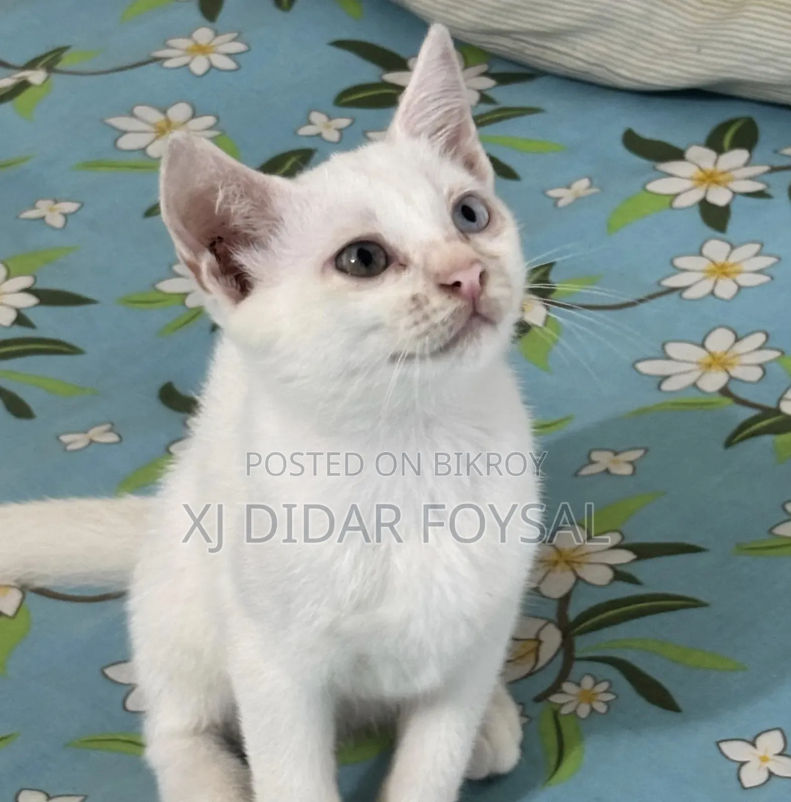 1-3 Months Female Mixed Breed Persian