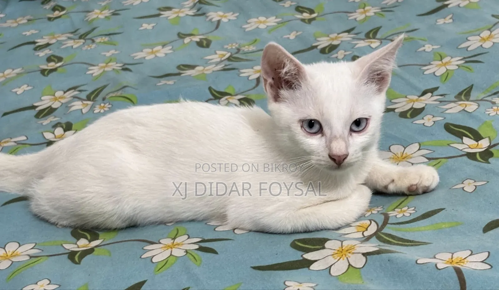 1-3 Months Female Mixed Breed Persian