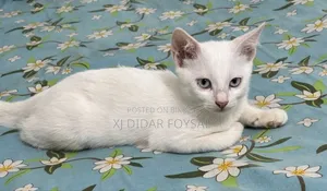1-3 Months Female Mixed Breed Persian