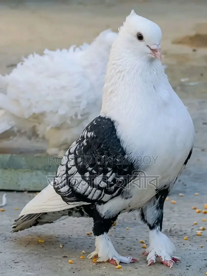 Selling Satin Male Pigeon