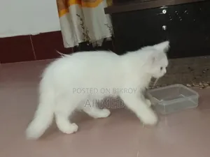 1-3 Months Female Purebred Persian