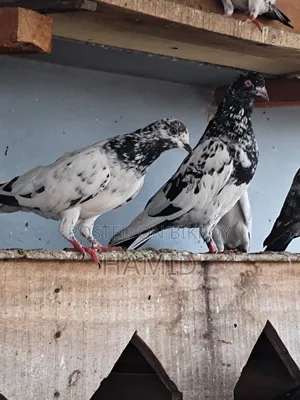 Pair of pigeons for sale