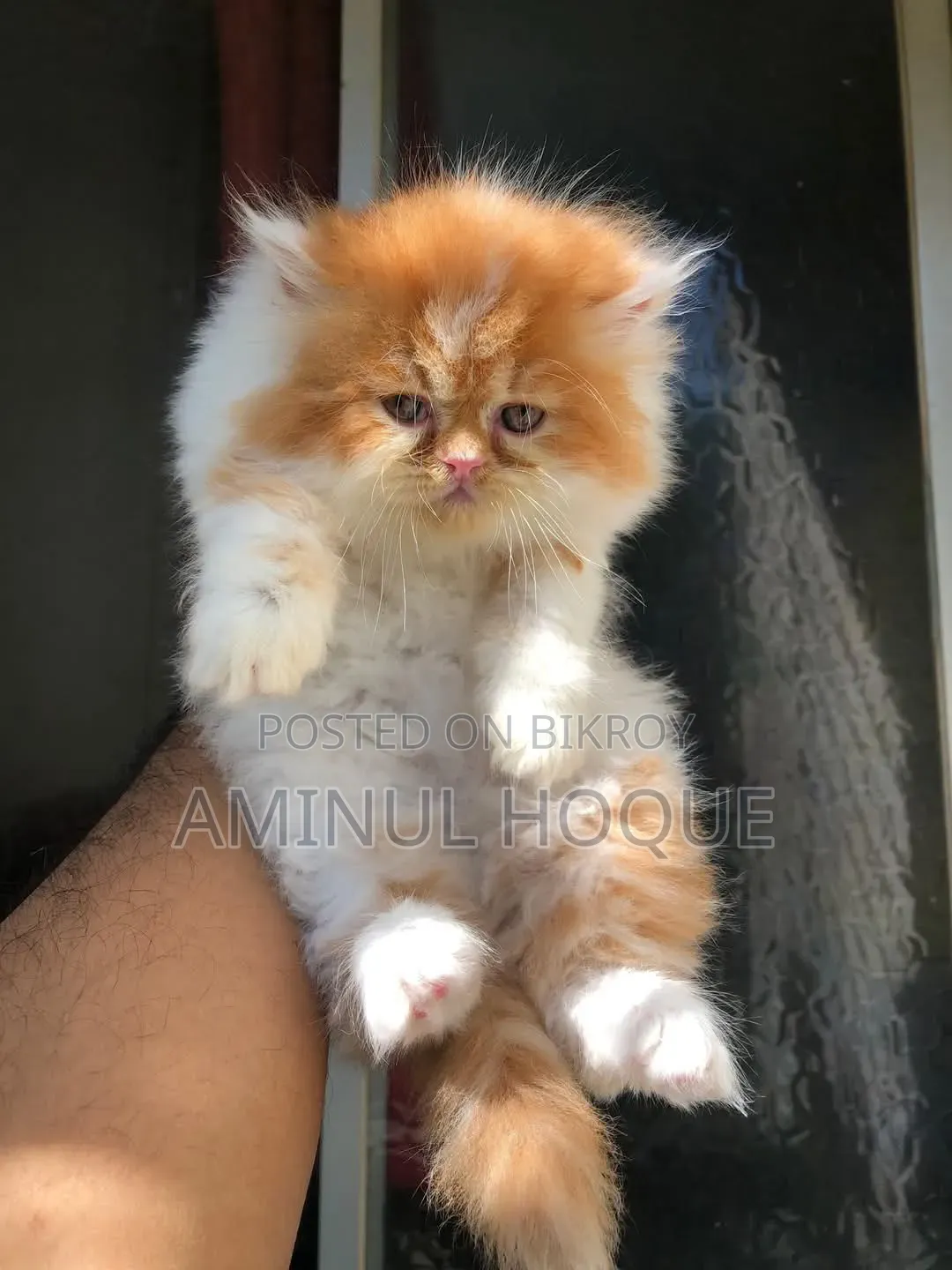 3-6 Months Male Purebred Persian