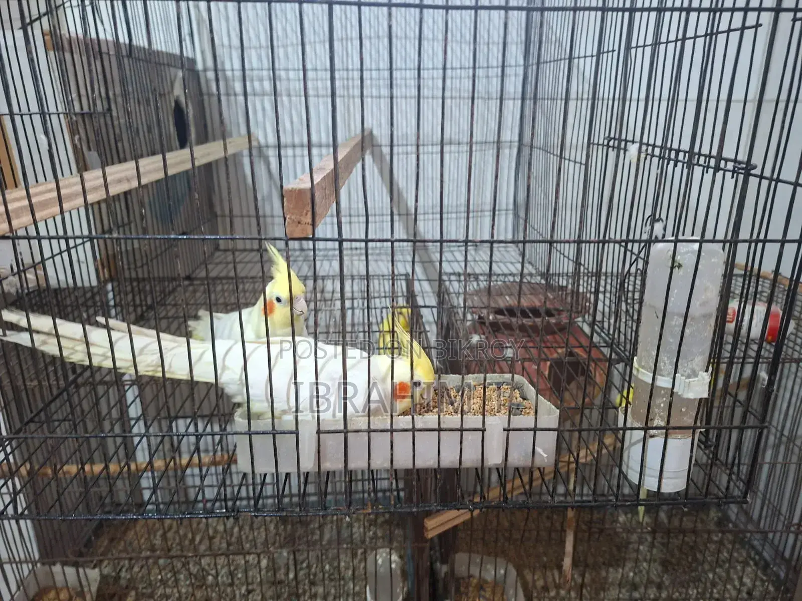 Running Pair of Lutino Cockatiel