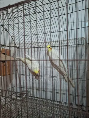 Running Pair of Lutino Cockatiel