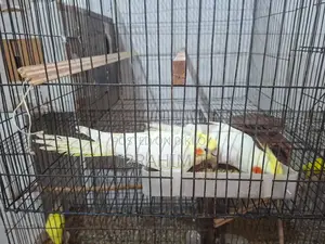 Running Pair of Lutino Cockatiel