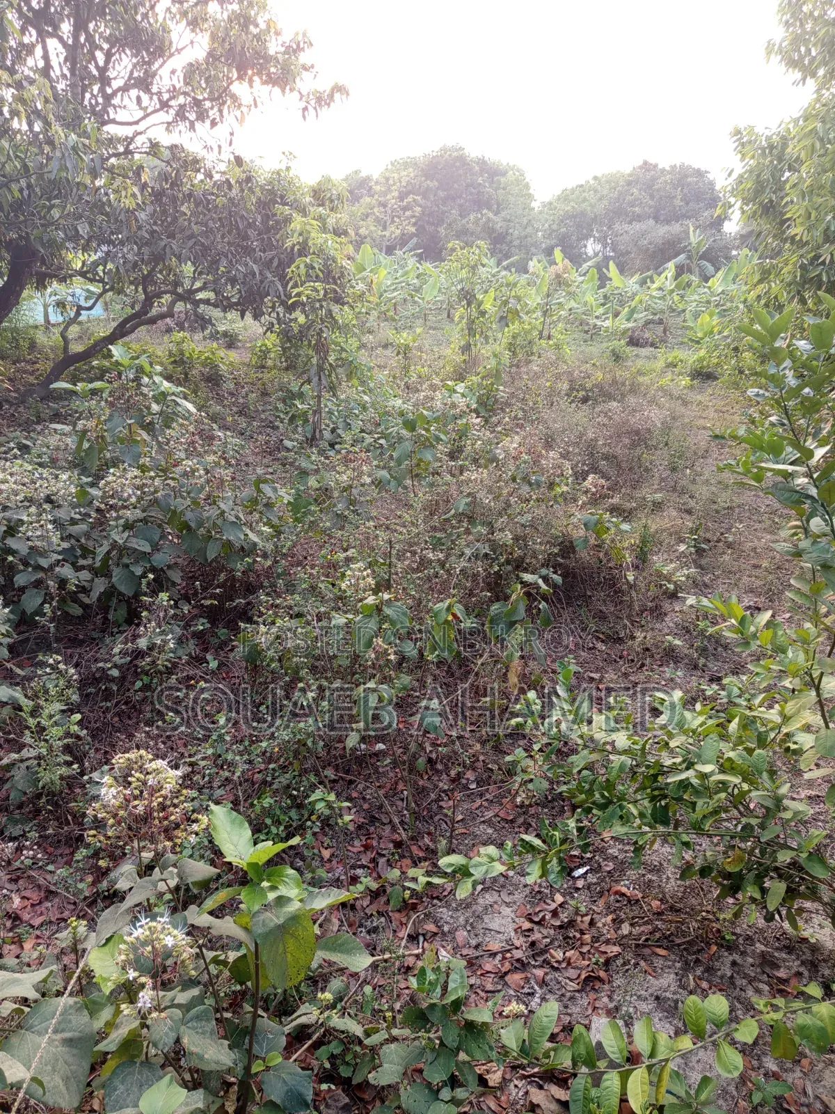 রাস্তার পাশে নির্ভেজাল জমি ক্রয় করুন