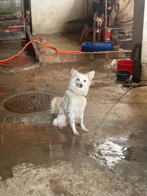 1+ Year Female Purebred Japanese Spitz
