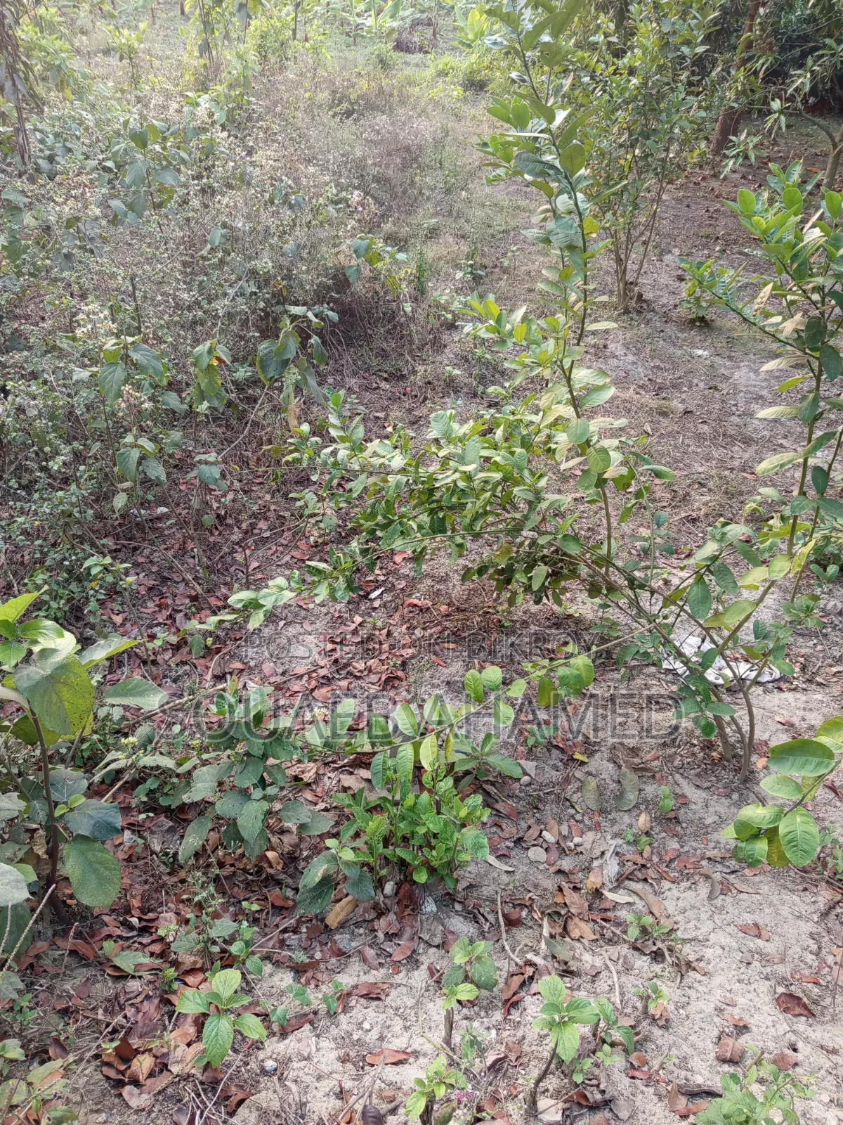 রাস্তার পাশে নির্ভেজাল জমি ক্রয় করুন