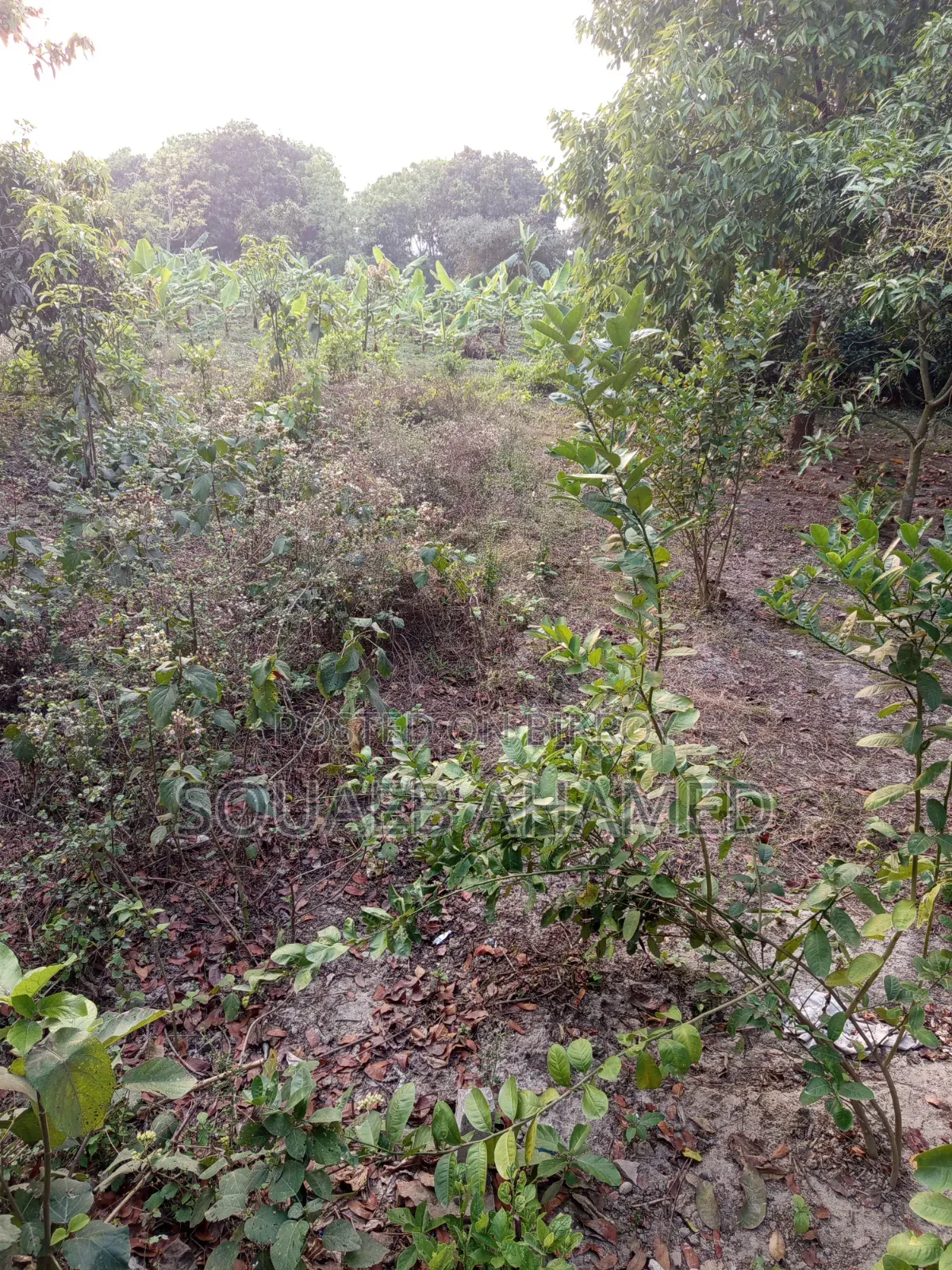 রাস্তার পাশে নির্ভেজাল জমি ক্রয় করুন