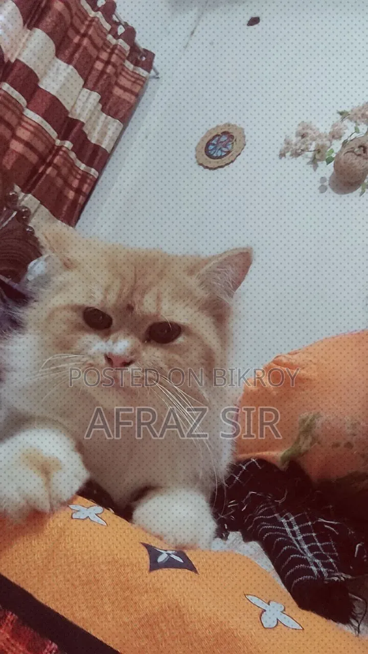 1+ Year Female Purebred Persian Cat