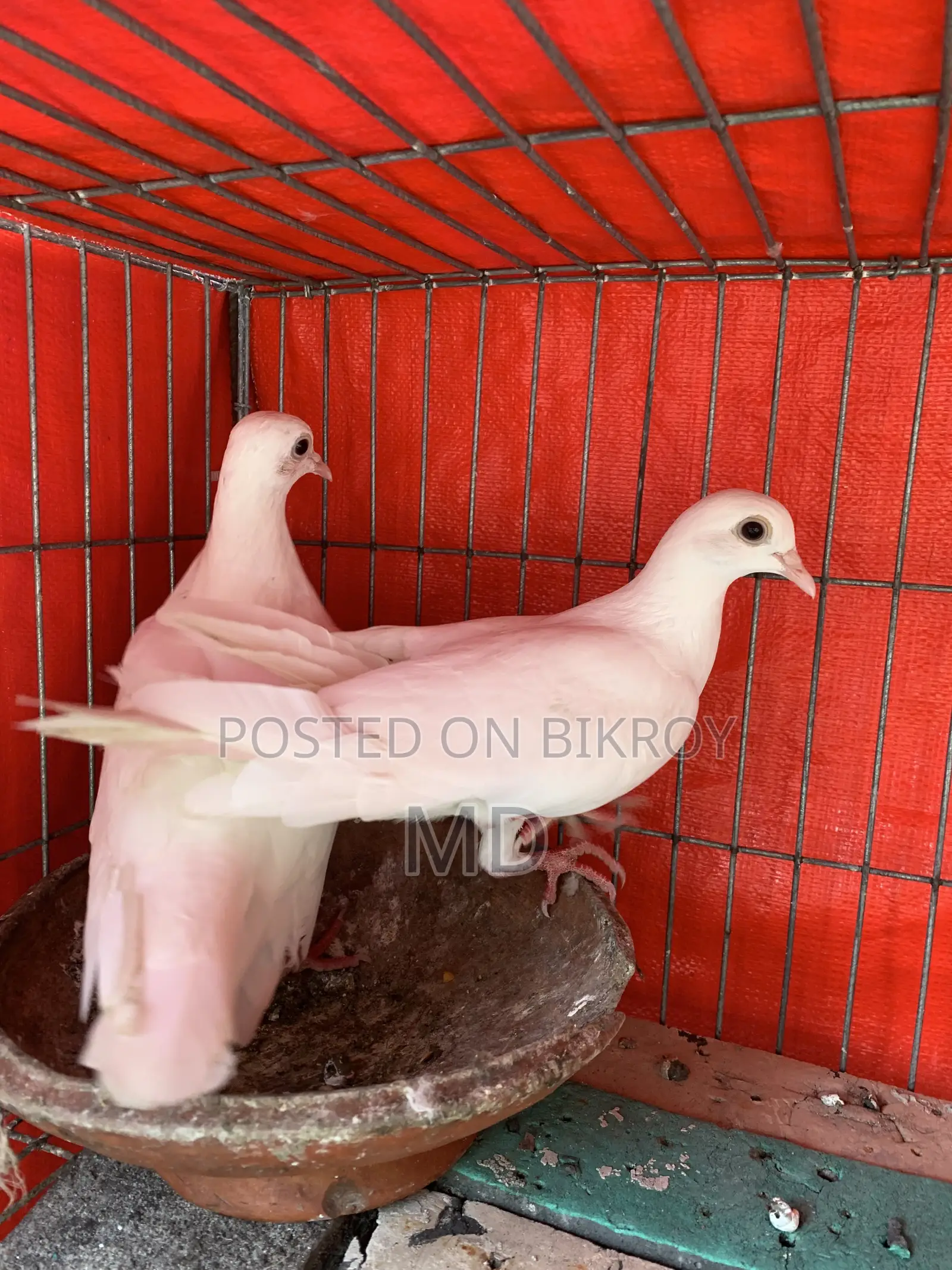Rahat Pigeons