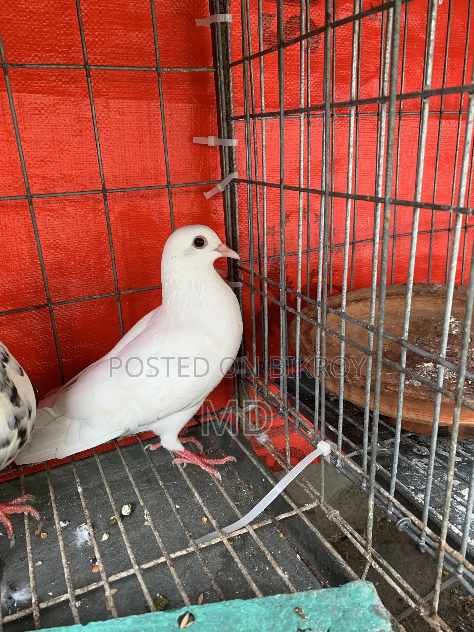 Rahat Pigeons