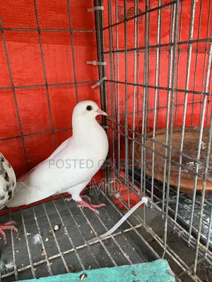 Rahat Pigeons