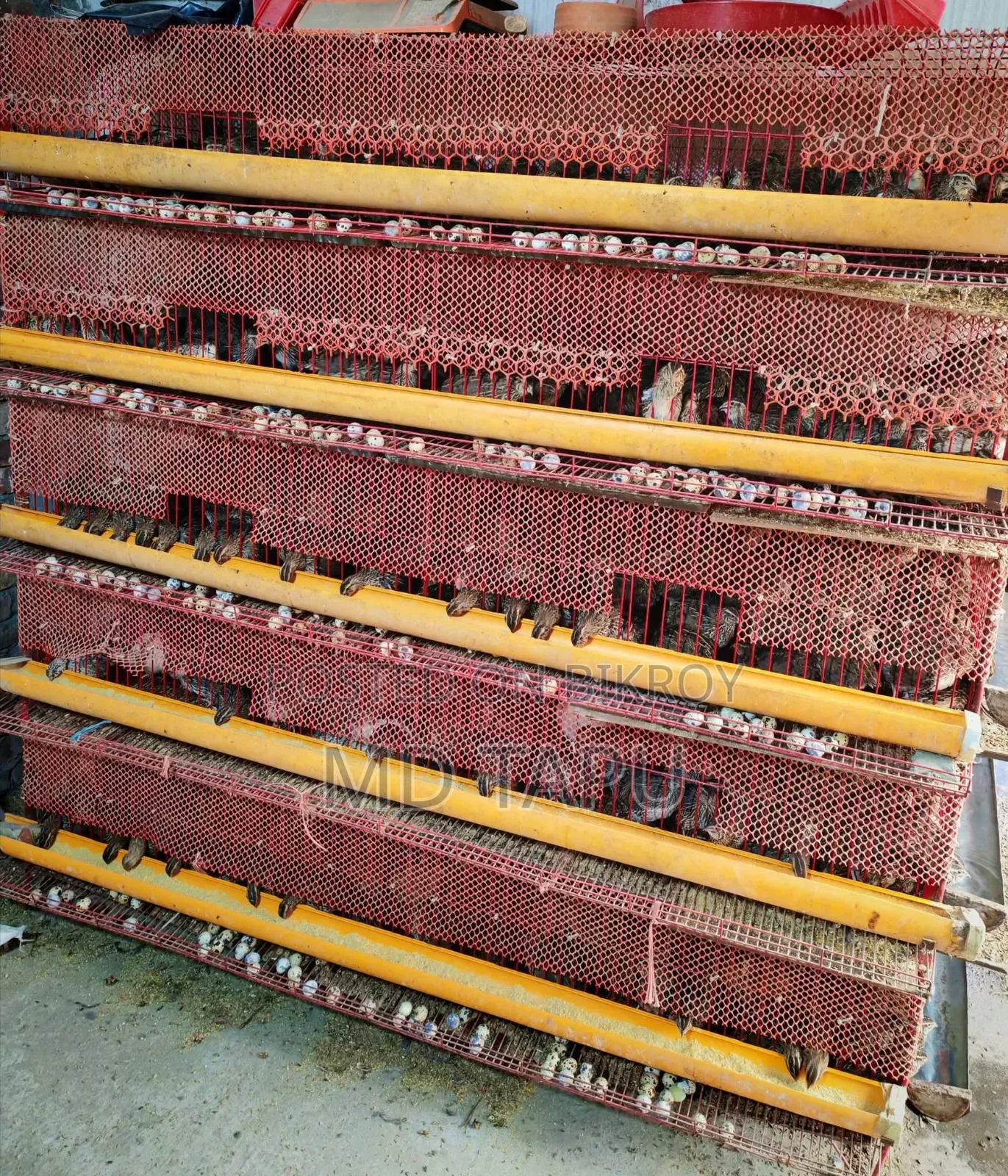 500 Piece Quail Bird Cage