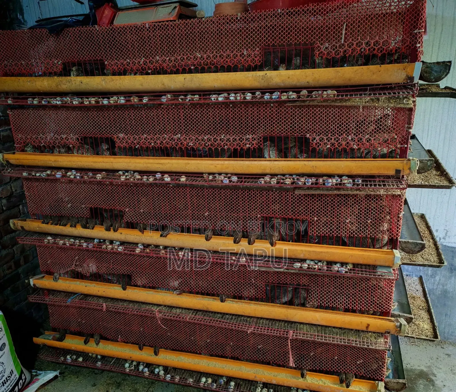 500 Piece Quail Bird Cage