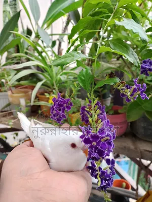 Budgerigar Tame Size Baby