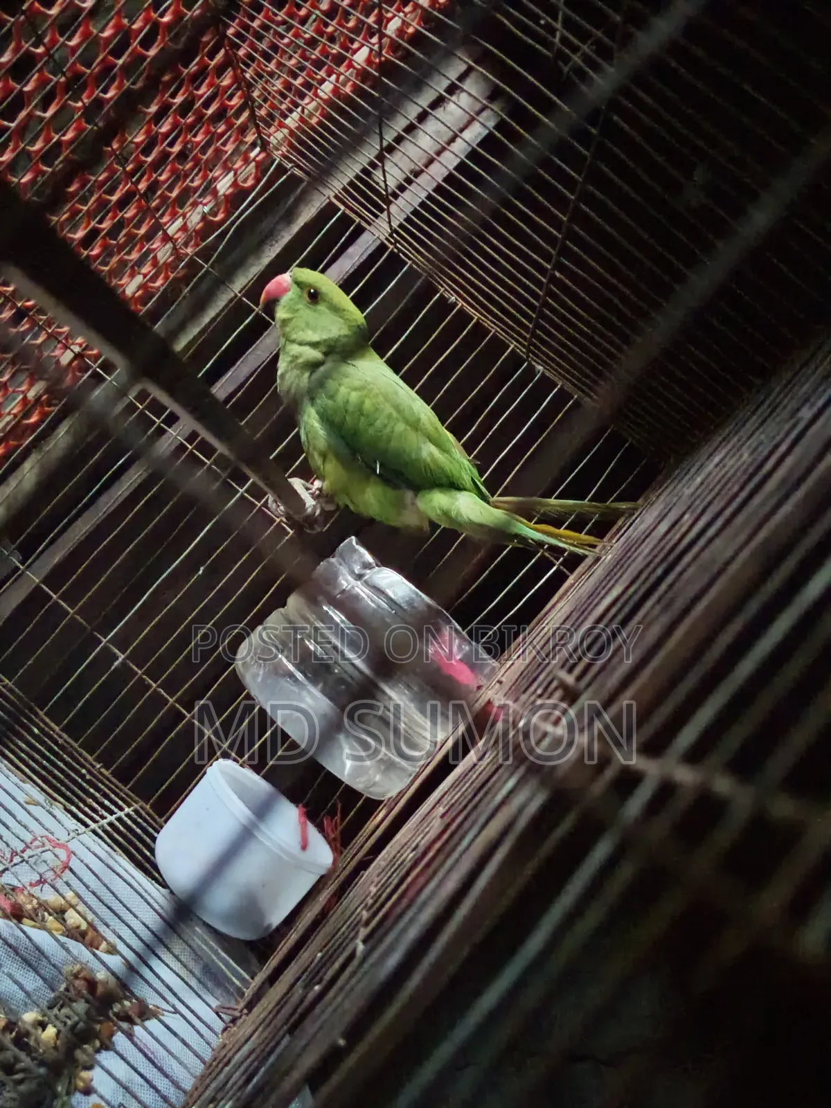 Parrot for sale