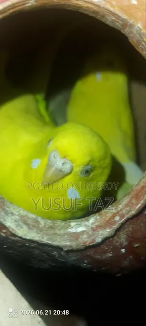 ১ জোড়া বাজিগার পাখি ২ বাচ্চা সহ বিক্রয়ের জন্য