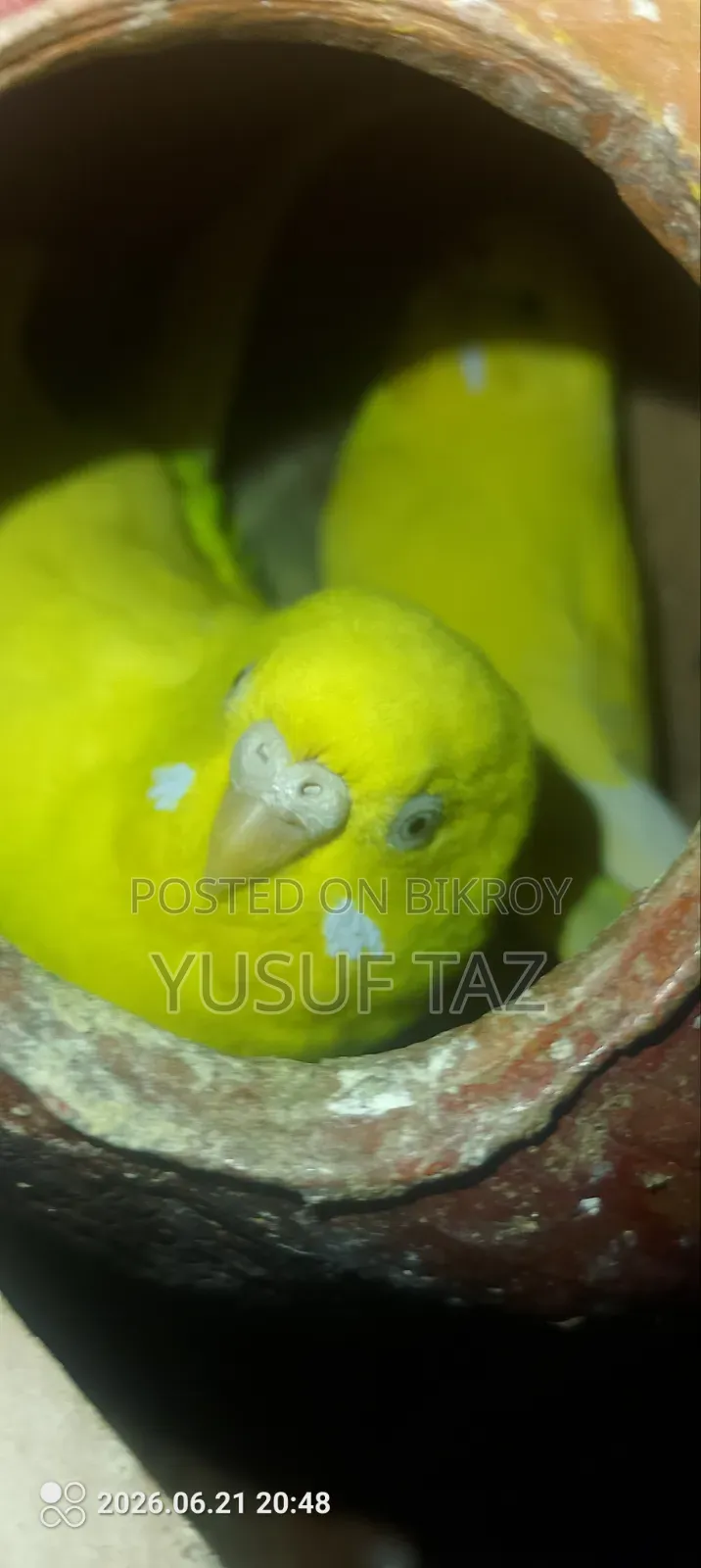 ১ জোড়া বাজিগার পাখি ২ বাচ্চা সহ বিক্রয়ের জন্য