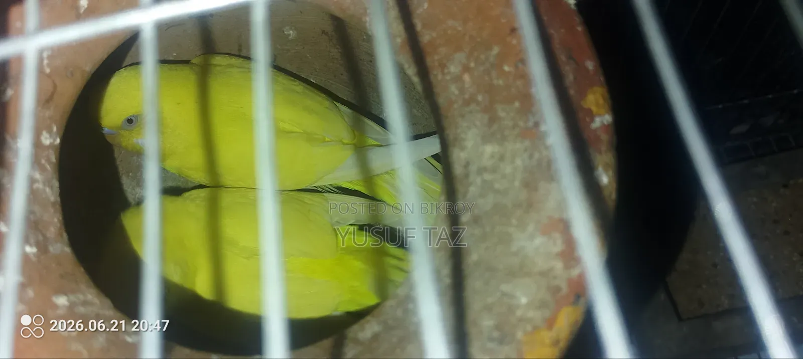 ১ জোড়া বাজিগার পাখি ২ বাচ্চা সহ বিক্রয়ের জন্য