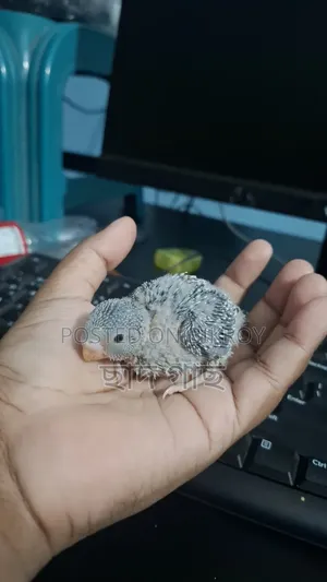 বাজরিগার পাখির বাচ্চা