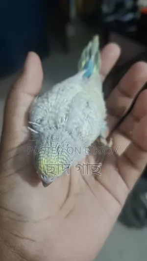 Budgerigar Babies