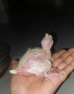 Tame size Cockatiel chicks for sale