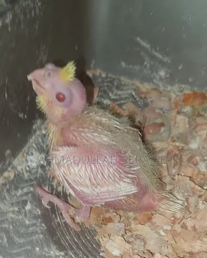 Tame size Cockatiel chicks for sale