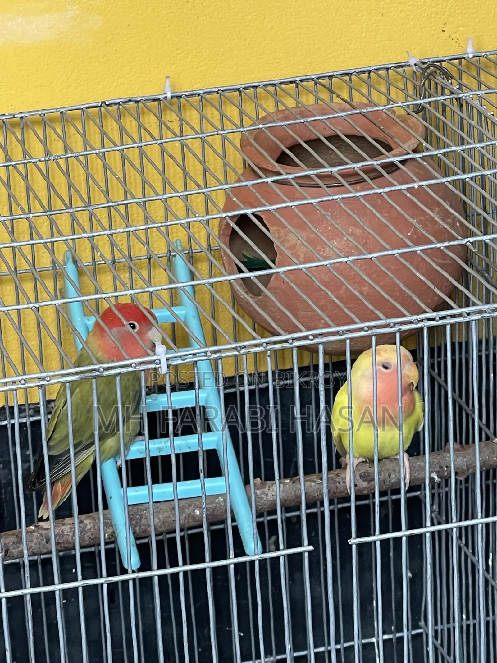 Lovebirds for sale
