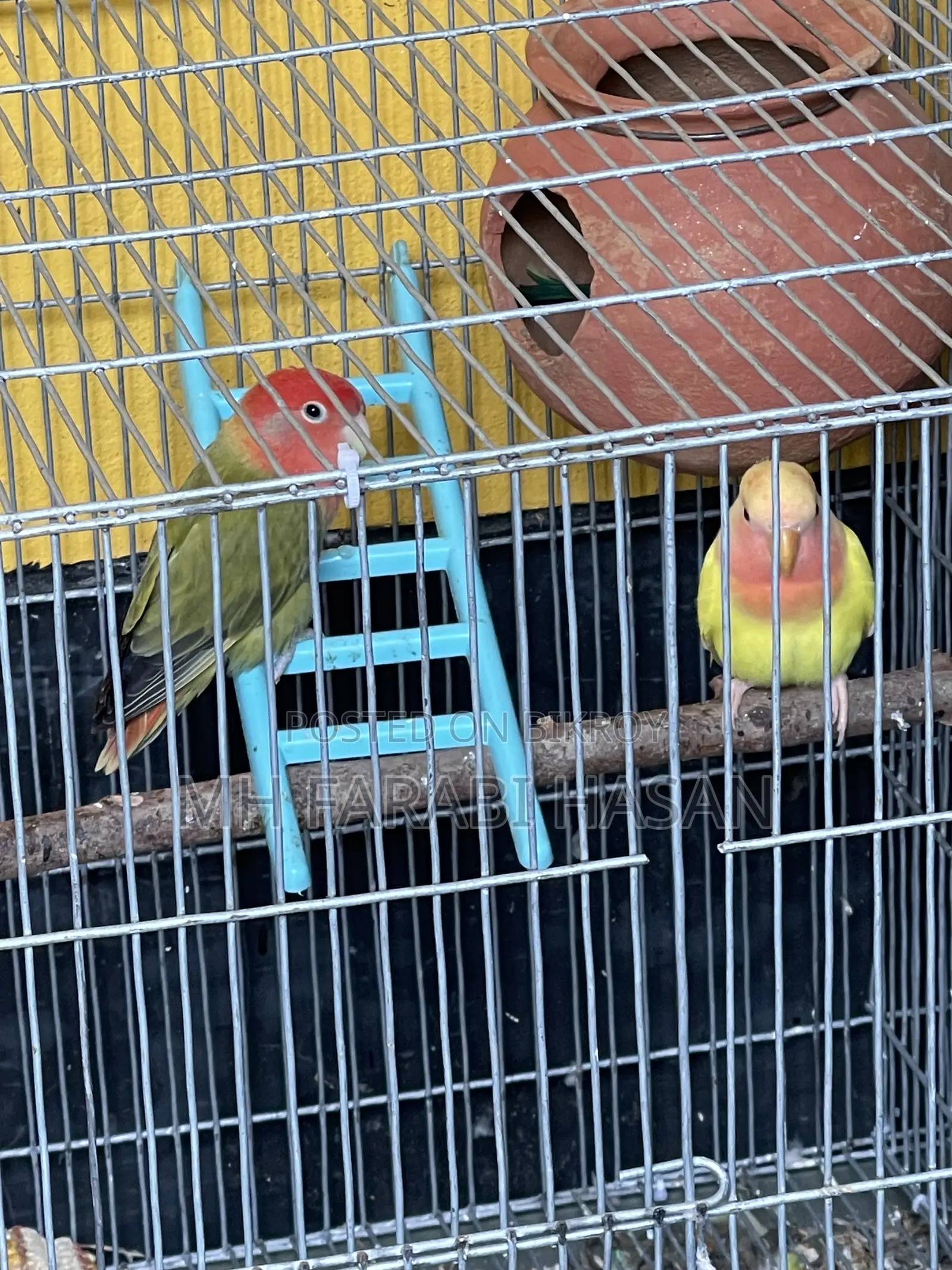 Lovebirds for sale