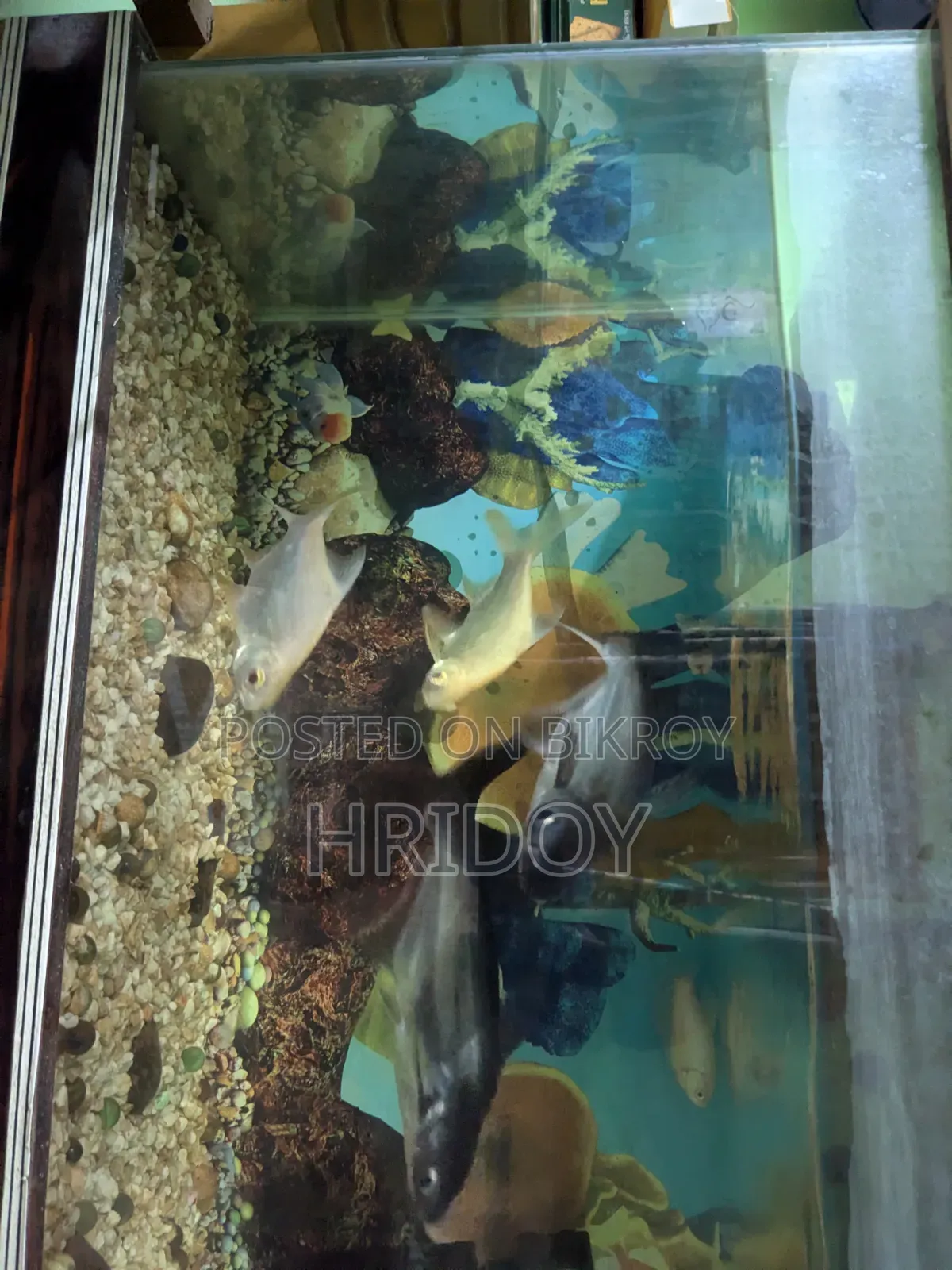 Aquarium Fish