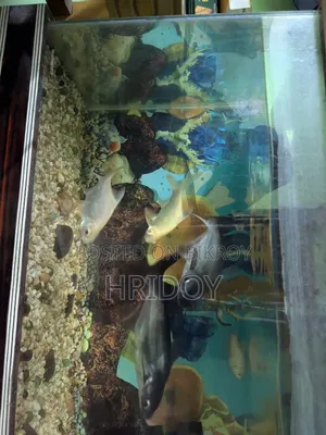 Aquarium Fish