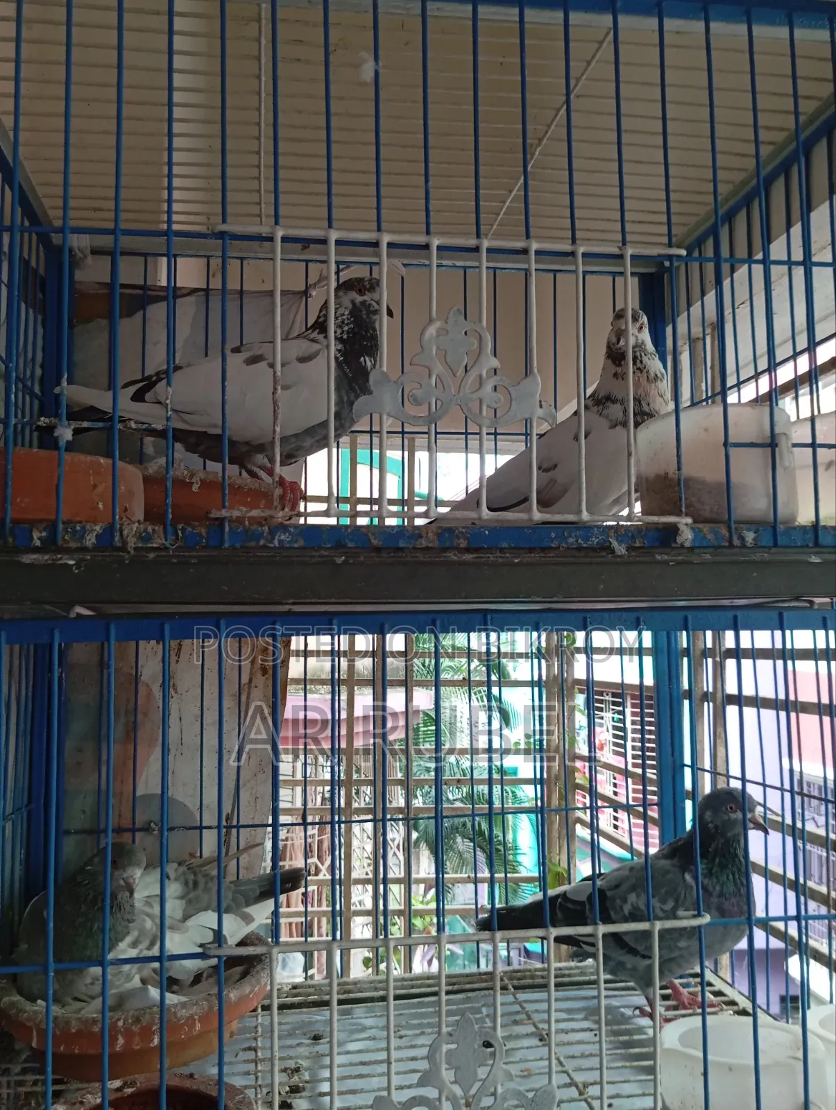 Pigeons for sale with cage