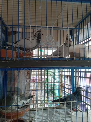 Pigeons for sale with cage