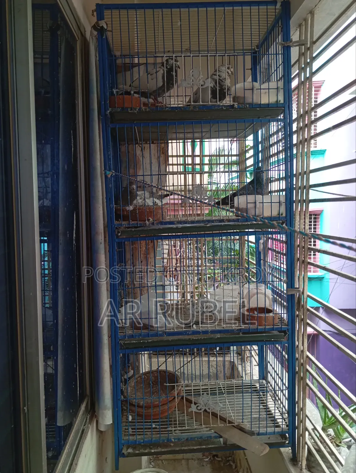 Pigeons for sale with cage