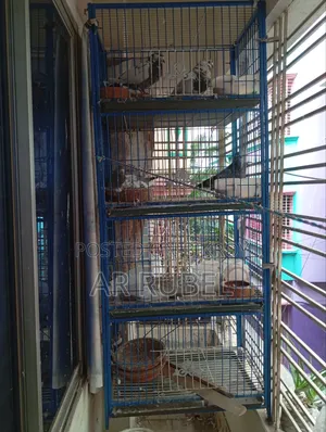 Pigeons for sale with cage