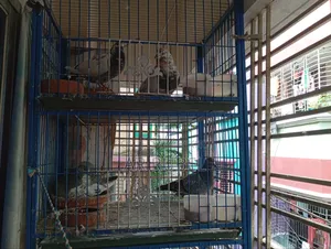 Pigeons for sale with cage