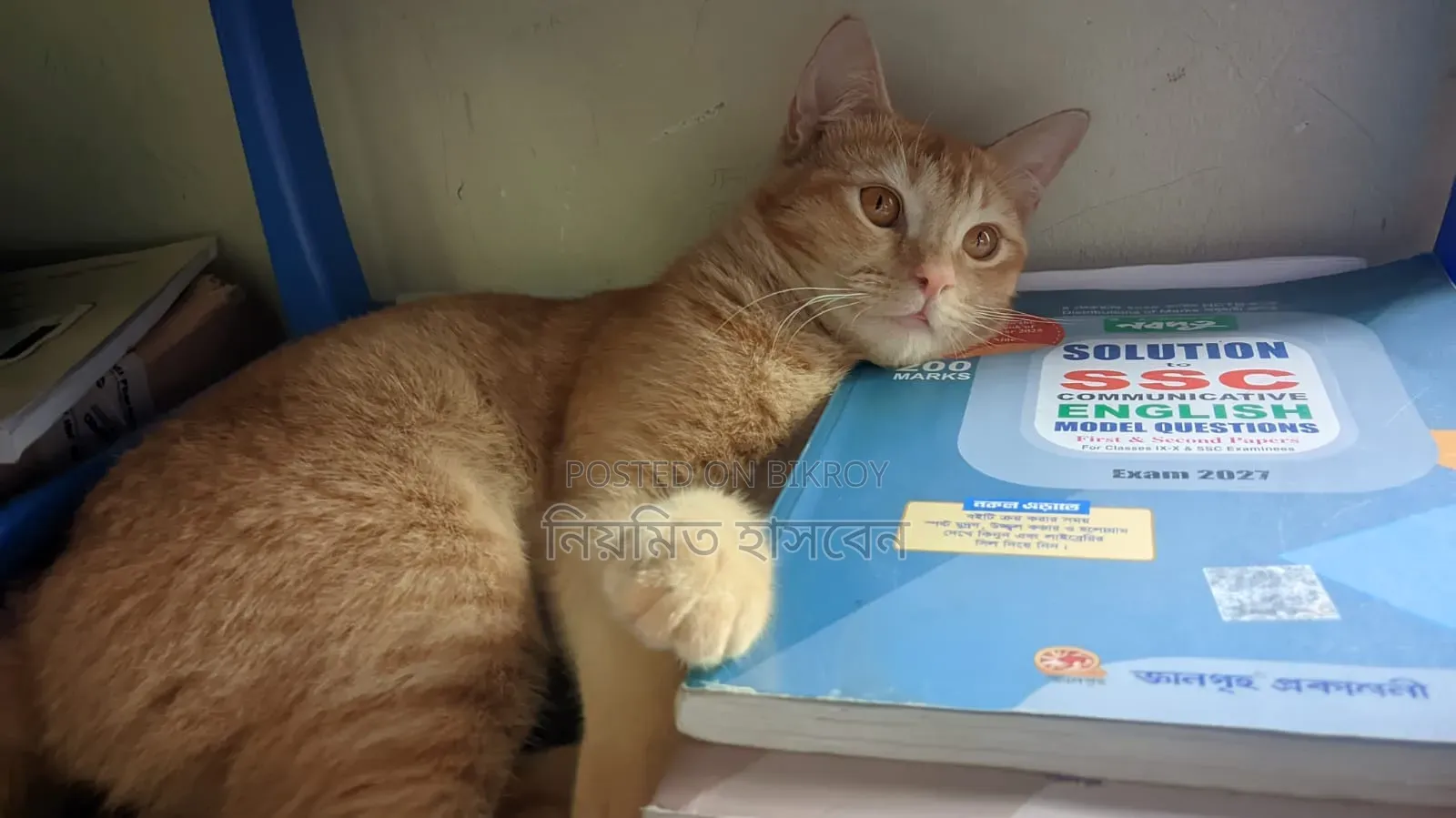 6-12 Months Male Mixed Breed Persian