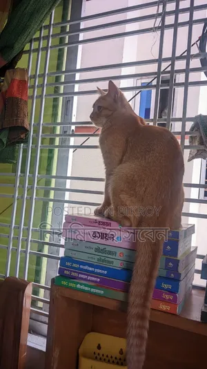 6-12 Months Male Mixed Breed Persian