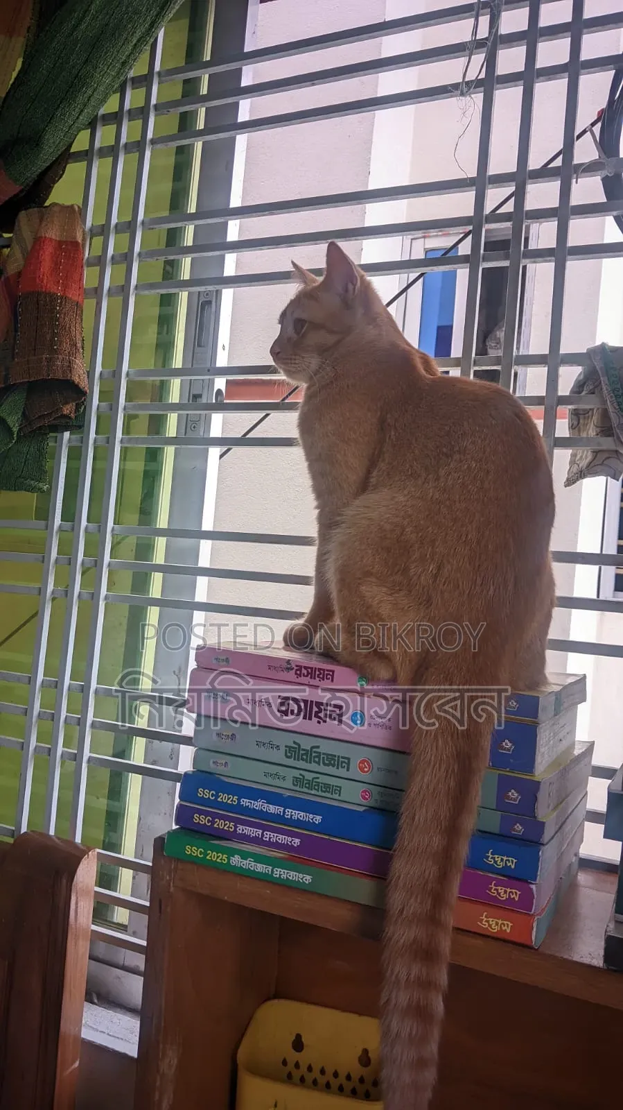 6-12 Months Male Mixed Breed Persian