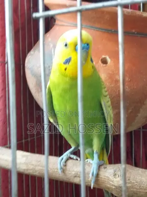 রানিং অ্যাডাল্ট বাজিগার বিক্রয়ের জন্য