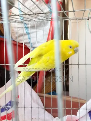 রানিং অ্যাডাল্ট বাজিগার বিক্রয়ের জন্য