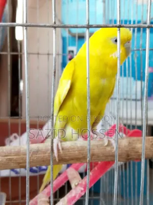 রানিং অ্যাডাল্ট বাজিগার বিক্রয়ের জন্য