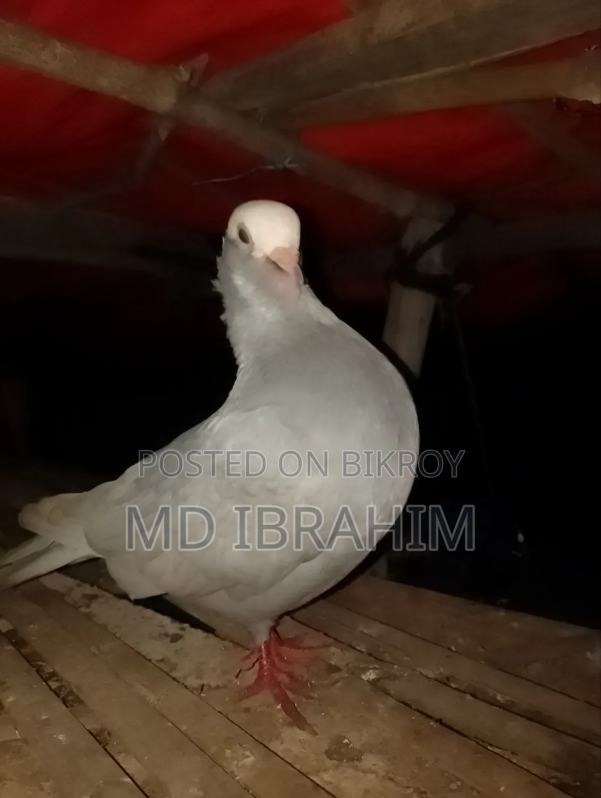 Very high quality male pigeon, I don't have a female so I will sell it