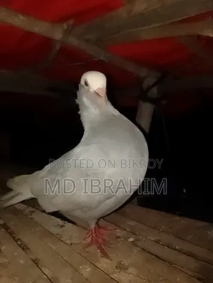 Very high quality male pigeon, I don't have a female so I will sell it