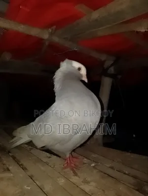 Very high quality male pigeon, I don't have a female so I will sell it